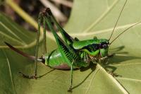 Eupholidoptera tyrrhenica