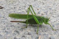 Tettigonia viridissima