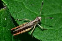 Gomphocerippus rufus