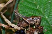 Pholidoptera griseoaptera