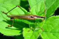 Conocephalus fuscus