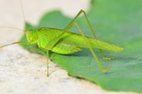 Phaneroptera nana