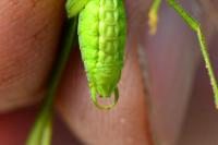 Phaneroptera nana