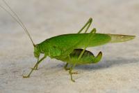Phaneroptera nana