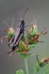 Omocestus rufipes