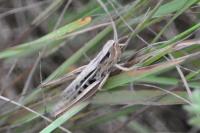Euchorthippus elegantulus