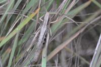 Euchorthippus elegantulus