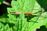 Conocephalus fuscus