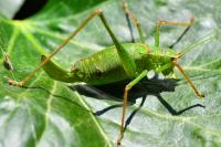 Leptophyes punctatissima