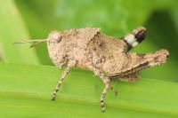 Oedipoda caerulescens