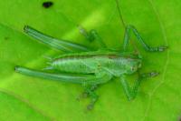 Tettigonia viridissima
