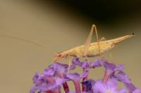 Oecanthus pellucens