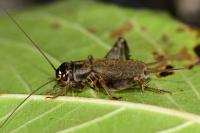 Eumodicogryllus bordigalensis