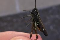 Omocestus rufipes