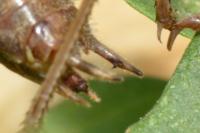 Roeseliana roeselii