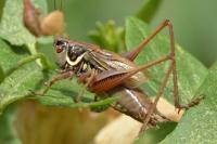 Roeseliana roeselii