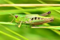 Pseudochorthippus parallelus