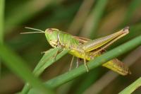 Pseudochorthippus parallelus