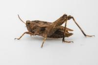 Tetrix undulata