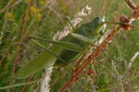 Tettigonia viridissima