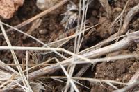 Calliptamus italicus