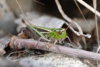 Stenobothrus lineatus