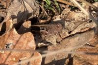 Aiolopus strepens