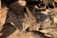 Aiolopus strepens