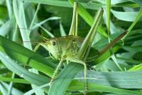 Tettigonia viridissima