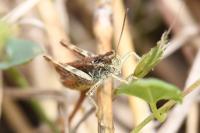 Gomphocerippus biguttulus