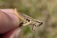 Euchorthippus elegantulus