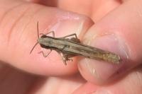 Euchorthippus elegantulus