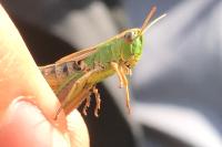 Pseudochorthippus parallelus