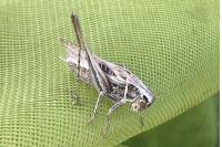 Tessellana tessellata