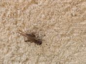 Eumodicogryllus bordigalensis