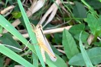 Mecostethus parapleurus