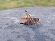 Platycleis albopunctata