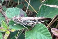 Aiolopus thalassinus