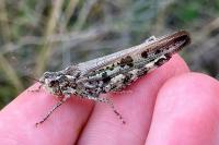 Aiolopus thalassinus