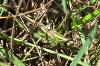 Aiolopus thalassinus