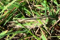 Aiolopus thalassinus