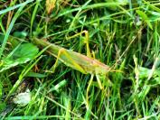 Tettigonia viridissima