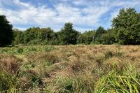 Conocephalus dorsalis