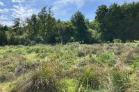 Conocephalus dorsalis