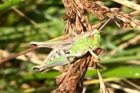 Pseudochorthippus parallelus