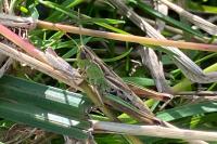 Pseudochorthippus parallelus