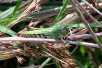 Pseudochorthippus parallelus