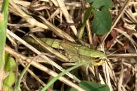 Pseudochorthippus parallelus