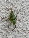 Ephippiger diurnus