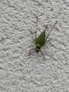 Ephippiger diurnus
